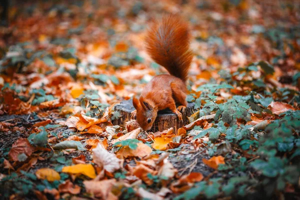 Yapraklı sincap ormanda.