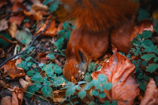 The red squirrel is stocking up for the winter. A squirrel will bury a nut