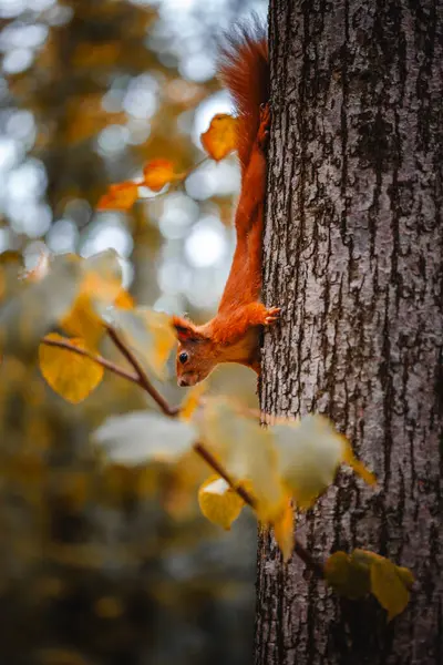 Ormandaki bir ağaçtaki sincap