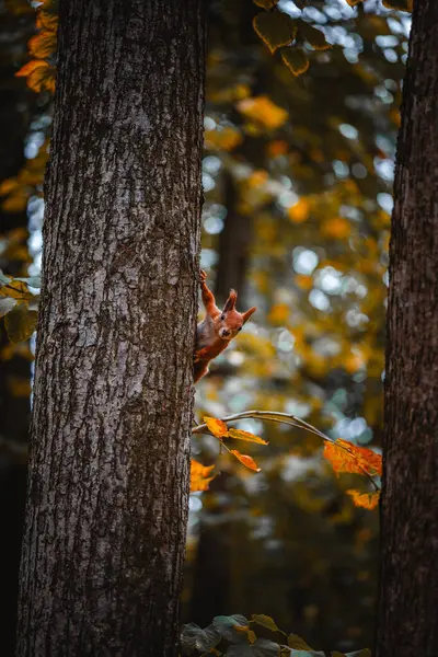 Ormandaki bir ağacın yakın çekimi.