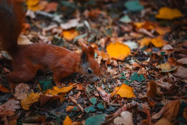 Ormandaki sevimli kırmızı sincap.
