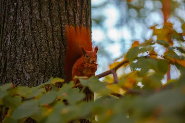 Ormanda bir ağacın üzerinde oturan kırmızı sincap