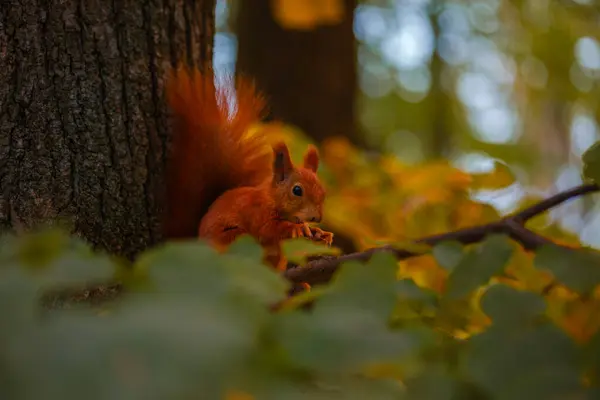 Kızıl sincap fındık yemek