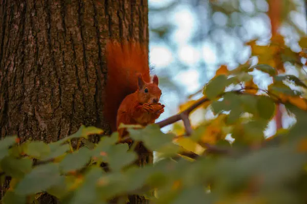 Güzel bir sincap ağaçta fındık yer.