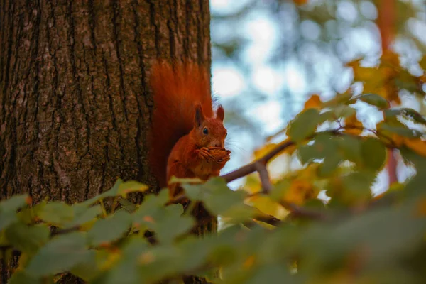 Güzel bir sincap ağaçta fındık yer.