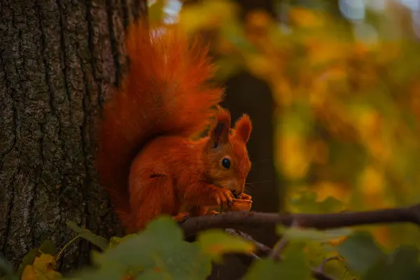 Güzel bir sincap ağaçta fındık yer.