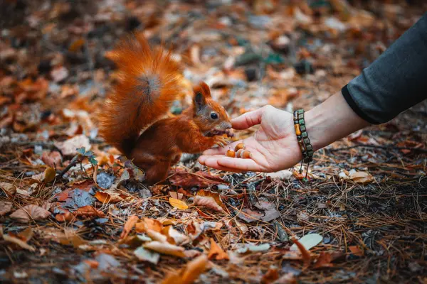 Ormanda sincabı besleyen bir adamın yakın çekimi.