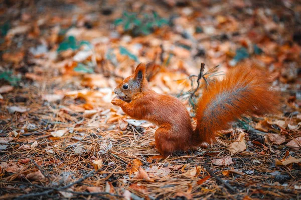 Güzel bir kızıl sincap fındık yer.