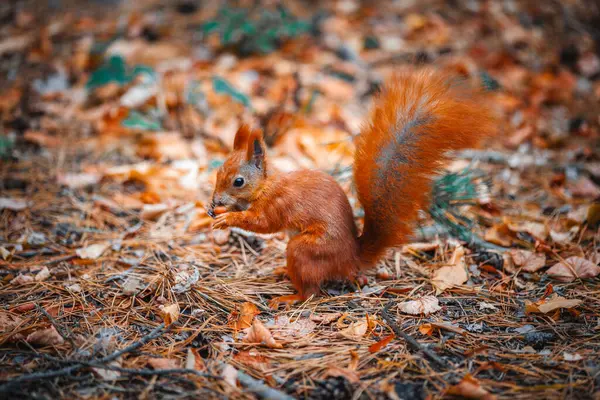 Güzel bir kızıl sincap fındık yer.
