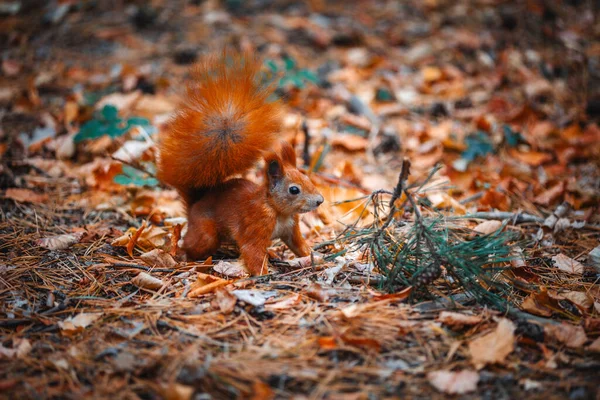 Sonbahar ormanının arka planında kızıl saçlı sincap.