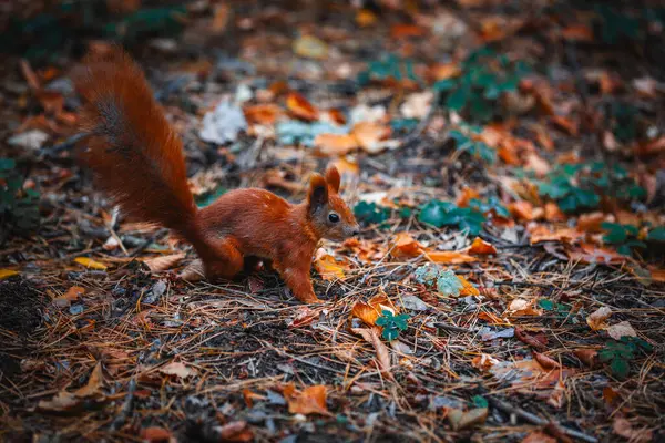 Sonbahar ormanının arka planında kızıl saçlı sincap.