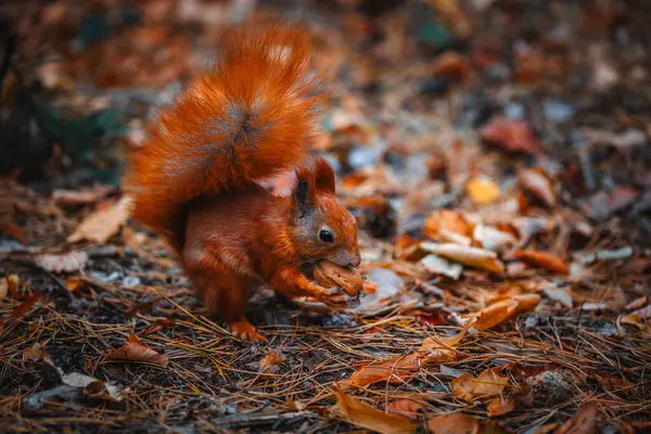 Çok güzel bir kızıl sincap sonbahar ormanında fındık buldu.