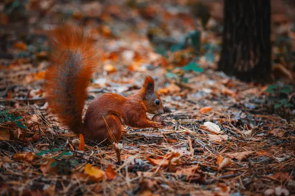 Çok güzel bir kızıl sincap sonbahar ormanında fındık buldu.