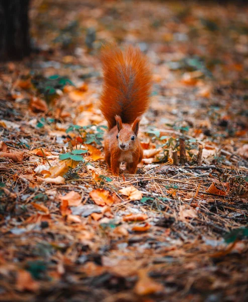 Sonbahar yapraklarının arka planında fındık olan kırmızı sincap
