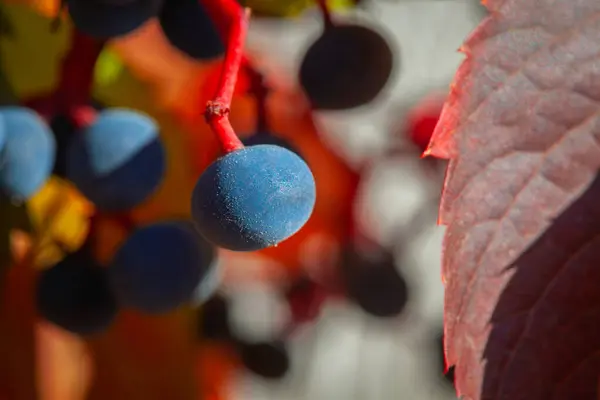 Sonbaharda kırmızı üzümler. Sonbaharda güzel üzüm yaprakları.