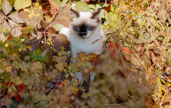 Sonbahar bahçe içinde kedi