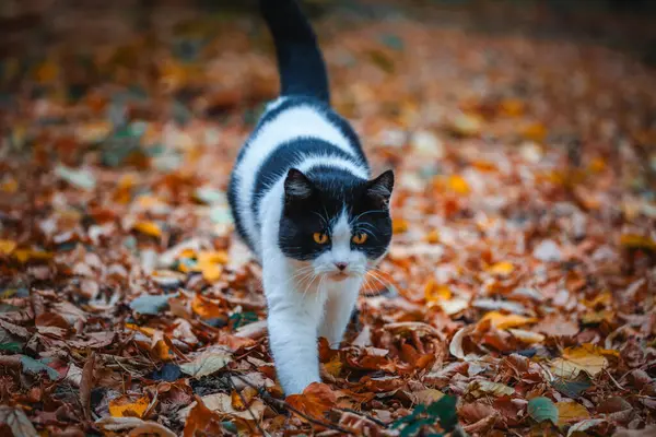 kedi sonbahar parkında yürüyor..