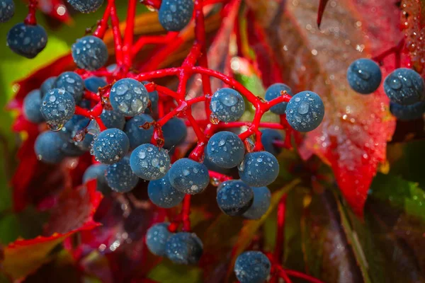Sonbahar yapraklarının arka planında yabani üzümlerin yakın plan çekimi