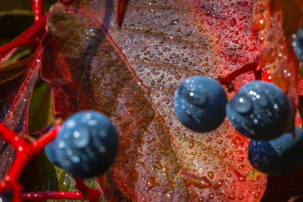 Vahşi bir üzüm balmumunun yaprağı.