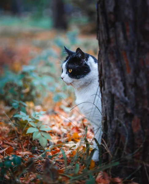 Güzel siyah beyaz kedi sonbahar ormanında