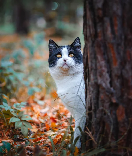 Güzel siyah beyaz kedi sonbahar ormanında