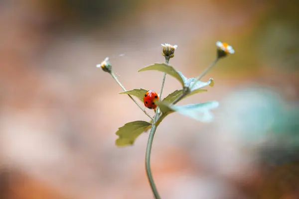 Güzel bir çiçeğin yakın çekimi.