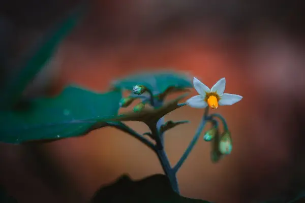 Güzel botanik fotoğrafı, doğal duvar kağıdı.