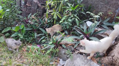 Kediler bilek güreşi yapıyor. Birbirine bakan üç kedinin yan görüntüsü