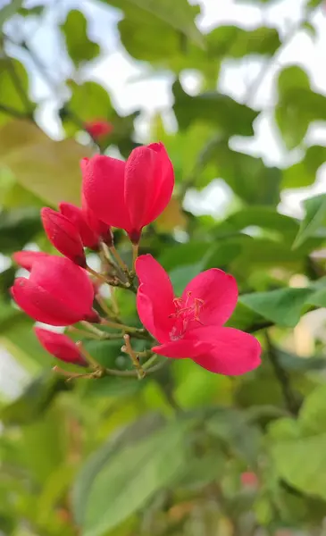 Цветы Ранней Весной Слегка Расфокусированном Фоне — стоковое фото