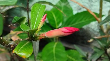 İlkbaharın başlarında çiçekler ve biraz odaklanmamış bir arka plan.