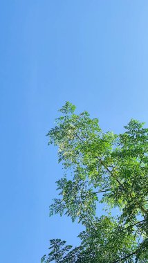 Mavi gökyüzü olan bir ağacın dalları