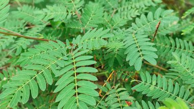 Tropikal yapraklar, soyut yeşil yapraklar doku, doğa arka plan