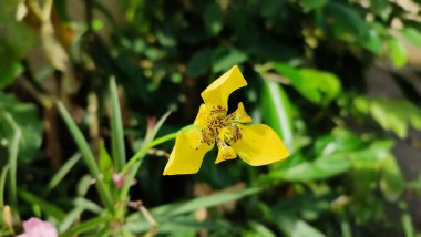 İlkbaharın başlarında çiçekler ve biraz odaklanmamış bir arka plan.