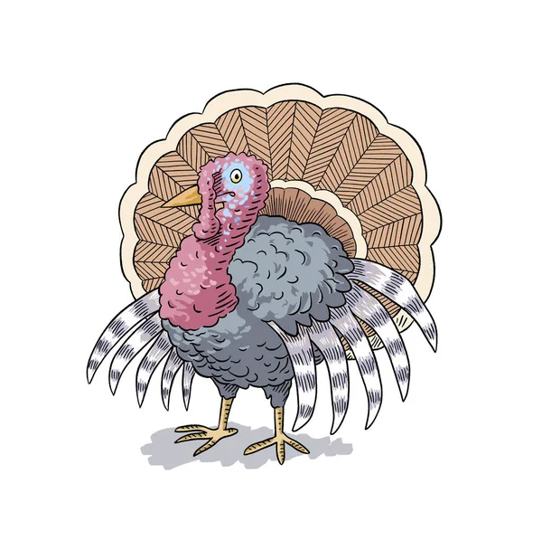 Cartoon cheerful turkey illustration for children learning animals