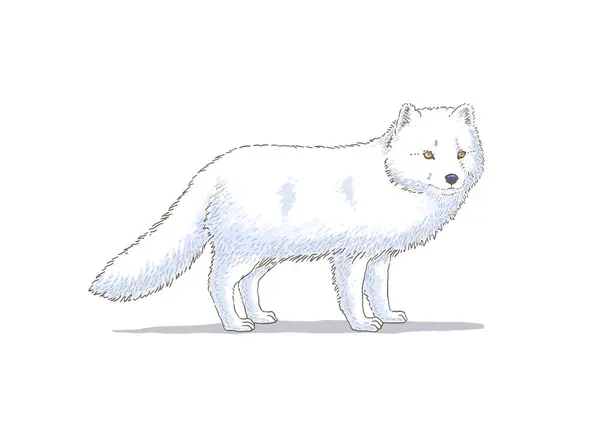 Hand Drawn Arctic Fox Vector Illustration — стоковый вектор
