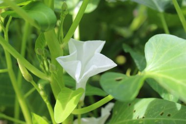 Sabah çiçekleri de diğer çiçekler kadar güzeldir..