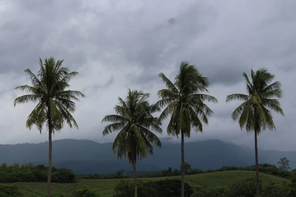 Drzewa Kokosowe Góry Niebie Padający Deszcz Piękny Chłodny Piękny Krajobraz — Zdjęcie stockowe
