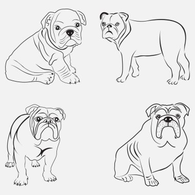 Bulldog Çizgisi Sanat Şablonu Tasarımı 