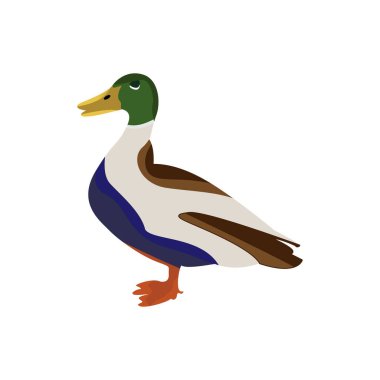 izole ördek çizgi film tasarımı