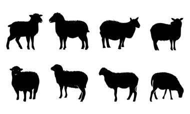 Koyun silueti vektör çizimleri. Beyaz arka planda izole edilmiş kara koyun koleksiyonu. koyun silueti
