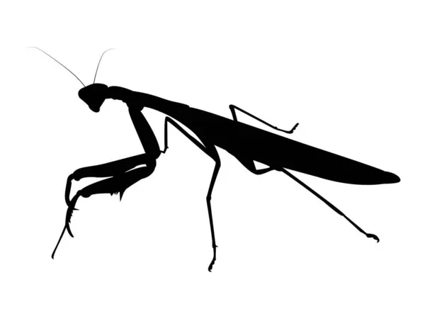 Peygamber devesi silueti vektörü. Peygamberdevesi illüstrasyonu