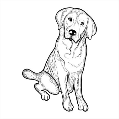 Golden Retriever Köpek Boyama Kitabı ya da Çocuklar için sayfa. Retriever Köpek Vektörü illüstrasyonu