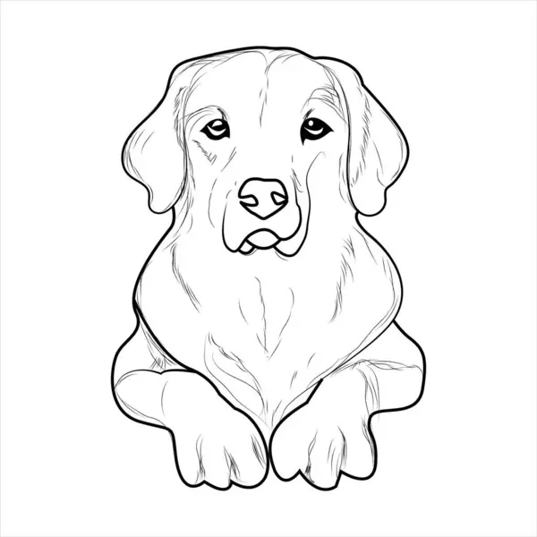 Golden Retriever Köpek Boyama Kitabı ya da Çocuklar için sayfa. Retriever Köpek Vektörü illüstrasyonu