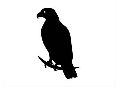 Beyaz arkaplanda kartal silueti Vektör çizimi