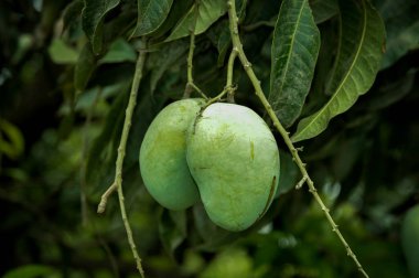 Bulanık yapraklı bir mango sürüsü. Genç mango. Yeşil meyveli mango ağacı. Bahçede yeşil mango meyvesi olan ağacı kapat. Pakistan mangoları. Asya mangoları