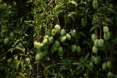 Bulanık yapraklı bir mango sürüsü. Genç mango. Yeşil meyveli mango ağacı. Bahçede yeşil mango meyvesi olan ağacı kapat. Pakistan mangoları. Asya mangoları