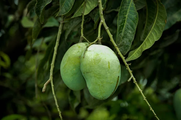 Mucchio Mango Con Sfondo Foglia Sfocata Giovane Mango Albero Mango — Foto Stock