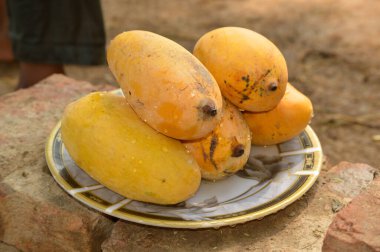 Hasır sepeti ve lezzetli mangolarla dolu bir adam. Sarı Mango 'nun yakın çekimi. Olgunlaşmış sarı mangolarla dolu bir sepet. Taze olgun mangolar sepetin içinde. Asya mangosu.