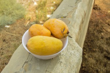 Hasır sepeti ve lezzetli mangolarla dolu bir adam. Sarı Mango 'nun yakın çekimi. Olgunlaşmış sarı mangolarla dolu bir sepet. Taze olgun mangolar sepetin içinde. Asya mangosu.