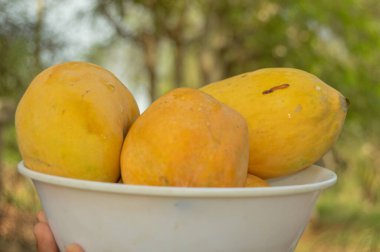 Hasır sepeti ve lezzetli mangolarla dolu bir adam. Sarı Mango 'nun yakın çekimi. Olgunlaşmış sarı mangolarla dolu bir sepet. Taze olgun mangolar sepetin içinde. Asya mangosu.